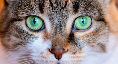 Green cat eyes