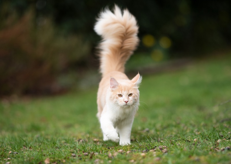 cat wit high tail